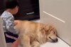 VIDEO: सपना देख जोर-जोर से हिलने लगा कुत्ता, मासूम बच्चे ने किया खास काम