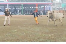 MP के मंत्री पढ़ रहे थे सीएम का संदेश, VVIP गेट से घुसे दो आवारा सांड, और फिर; देखें Video