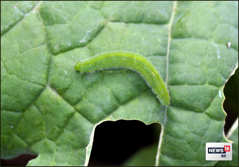  गोभी में लगने वाले प्रमुख बग्स हैं एफाइडस (aphids), फ्ली बीटल्स (flea beetles), सलग्स (slugs) स्नेल्स (snails) , लीफ हूपर (leaf hoppers), और कई कीड़ों के लार्वा (insect larva). गोभी पर हमला करने वाले सबसे प्रमुख एफाइड्स बग्स है. इसके अलावा डायमंड बैक और मोथ का हमला भी गोभी में शुरू से ही हो जाता है जो अंत तक रहता है.