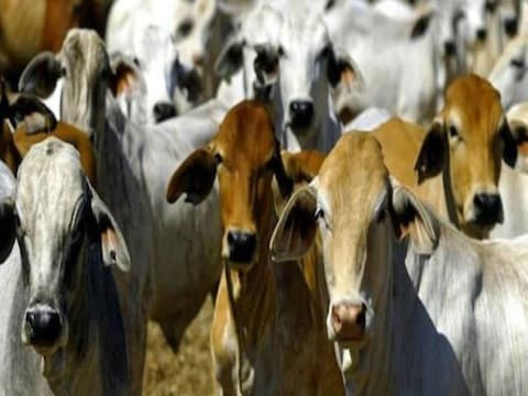  वैज्ञानिकों ने गायों के लिए एक चमत्कारी हेडसेट तैयार कर लिया है, जिससे वे बाड़ में बंधे-बंधे ही बाहर घूमने की खुशी हासिल कर सकेंगी. (सांकेतिक तस्वीर)