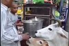 Video : चटोरी गाय ने बछड़े के साथ जमकर खाए गोलगप्पे, वीडियो ने जीता दिल !