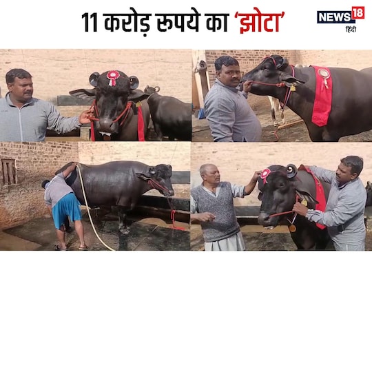 रुस्मत की ऊंचाई 5.5 फीट 
और लंबाई 14.9 फीट है.