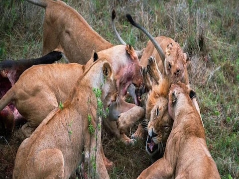 केन्या के मसाई मारा (Maasai Mara National Park) नेशनल पार्क में ये खौफनाक घटना घटी. (Credit- Facebook/Gren Sowerby Photography-Yap Yap images)