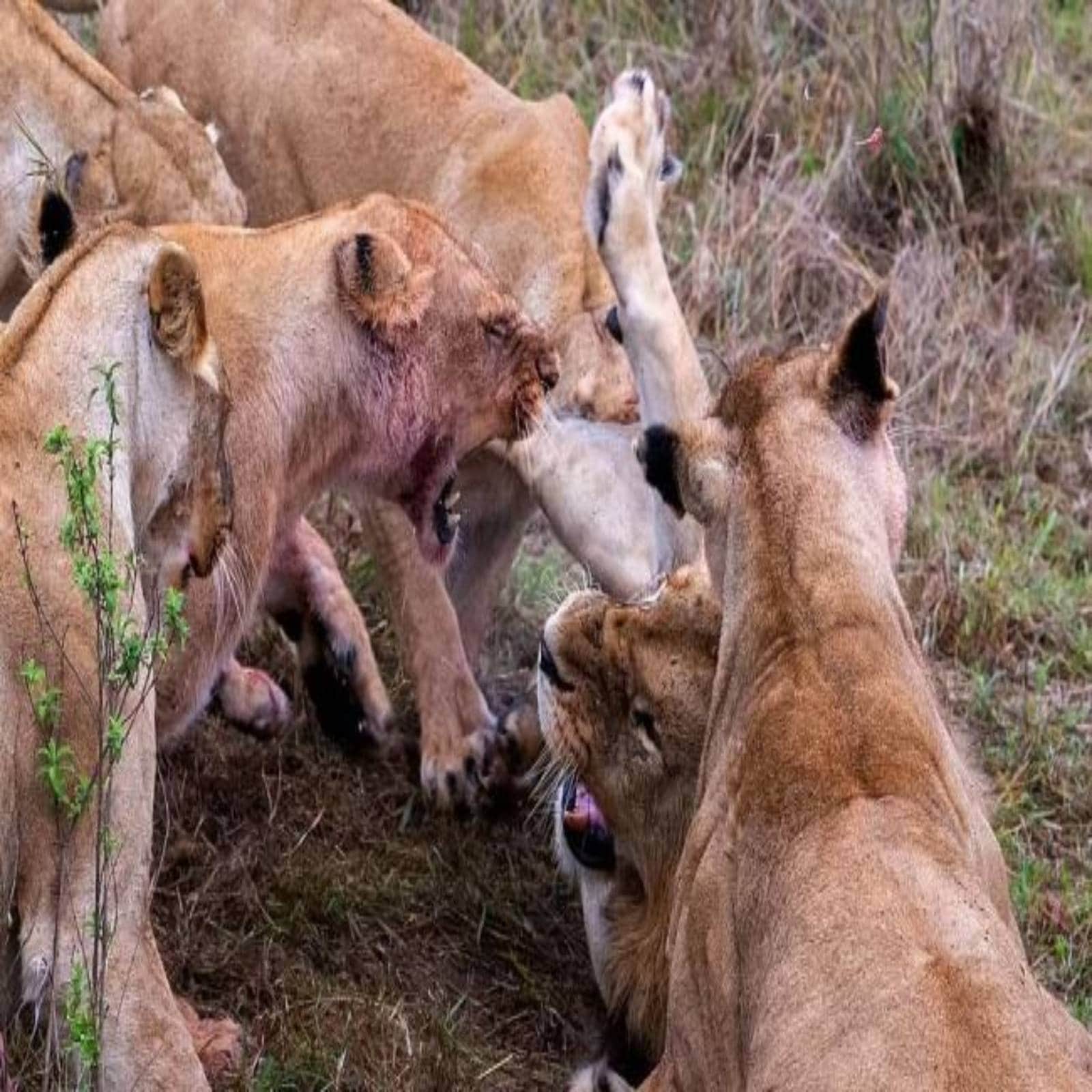 Wildlife, Wildlife Pictures,Testicle, Lion Testicle, Lion loses Testicle, Lion lionesses fight, lionesses attack Lion, Lion steal Cubs, steal food, Bloody Battle, Lion Bloody Battle, Lion news, Lion photos