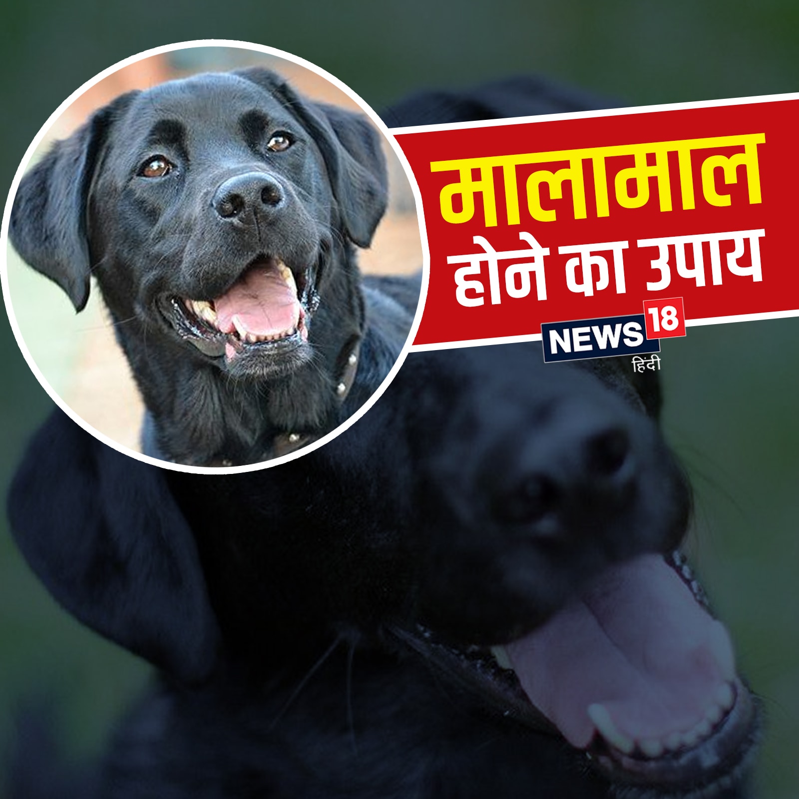 जानें किस तरह काला कुत्ता आपको बना सकता है धनवान - how can a black dog make  you rich kee – News18 हिंदी