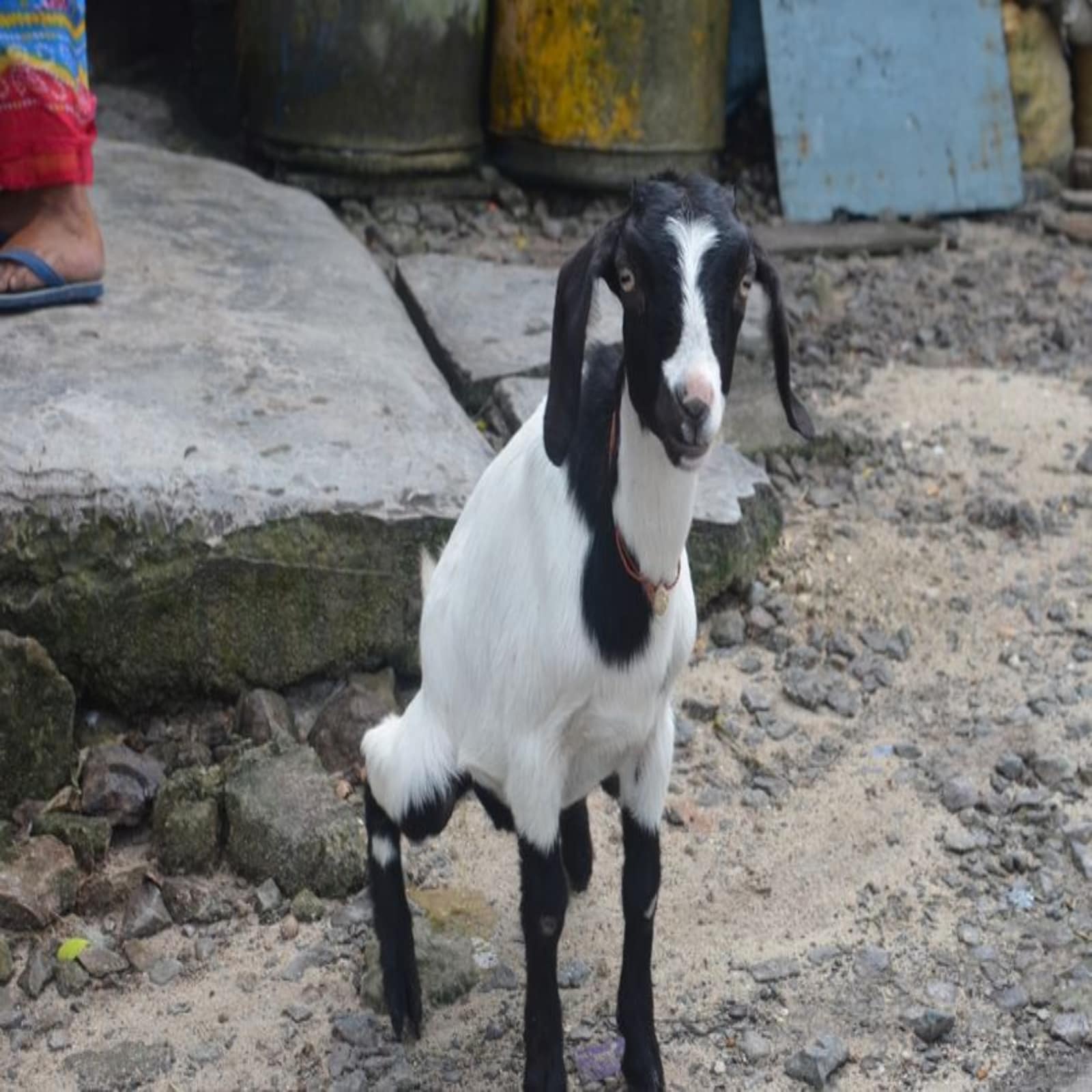 Nayaab Quality Goats Collection BAGICHA GOAT FARM | Palne Wale Bakra Bakri  |@Rizwankranti - YouTube