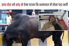 UP News: सपा कार्यालय जा रहे समाजवादी पार्टी के प्रवक्ता को सांड़ ने उठाकर पटका, जानें फिर क्या हुआ