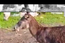 जब घास खा रहे गधे के दांतों में फंस गया जहरीला सांप, एक दूसरे को बचाने में दोनों की मौत