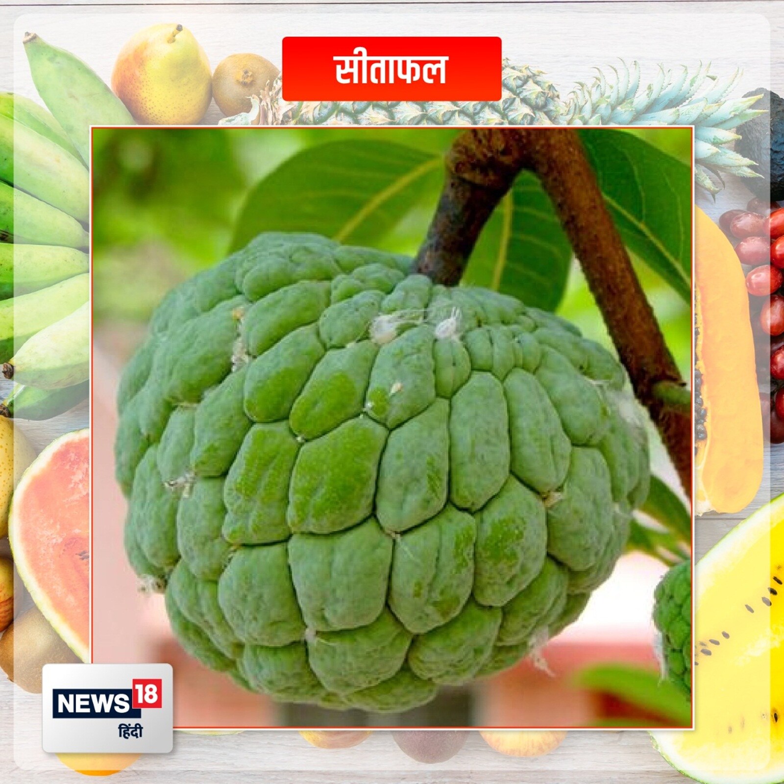 custard apple