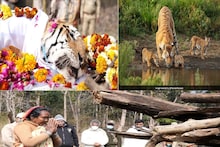 Super Tigress: पेंच टाइगर रिजर्व की 'सुपर-टाइग्रेस मॉम' की मौत, कॉलर वाली ने पैदा किए थे 29 शावक