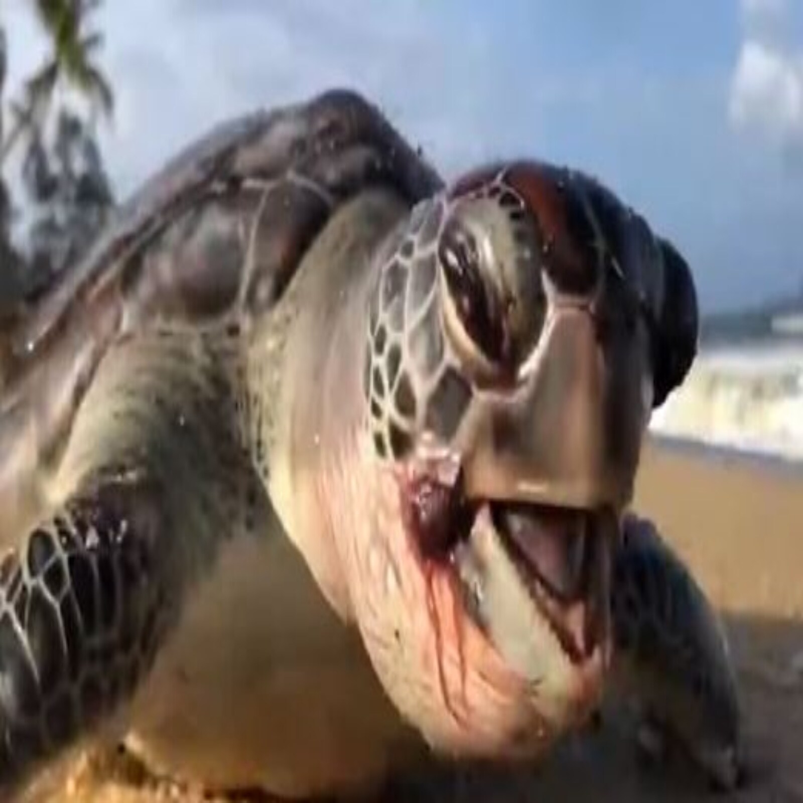 tortoise killed by plastic