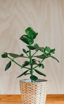 लिविंग रूम की खूबसूरती बढ़ाएंगे ये शो प्लांट