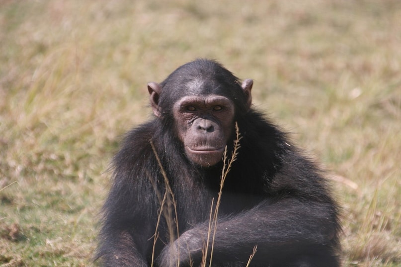 Chimpanzees Might Use Insects as First Aid for on their wounds - कीड़ों ...