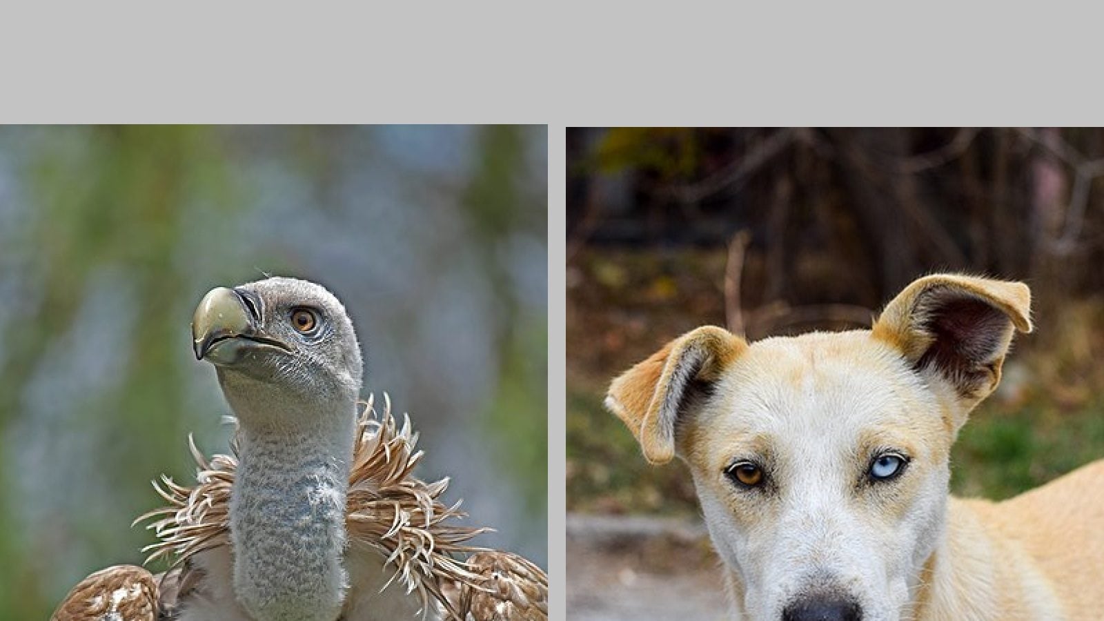 गिद्धों का घटना और कुत्तों का बढ़ना बना वन्यजीवन के लिए खतरा vultures