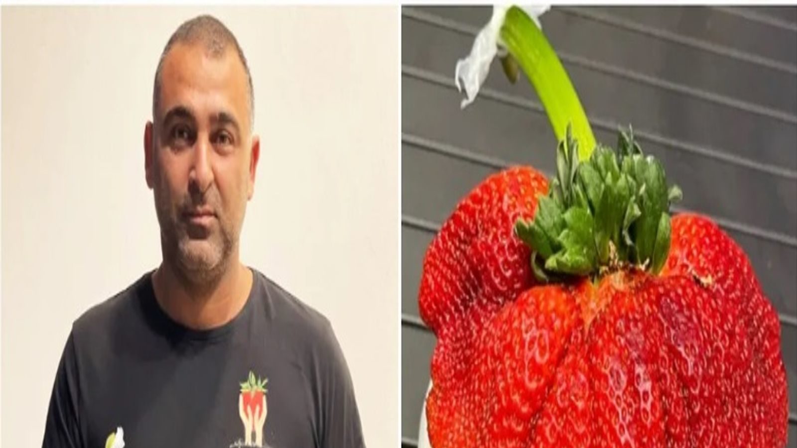 World heaviest and big strawberry grows in israel to register in ...