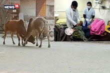 हरियाणा: सुबह सैर के लिए निकली बुजुर्ग महिला को सांड ने टक्कर मारी, पुलिस ने पहुंचाया अस्पताल, हालत गंभीर