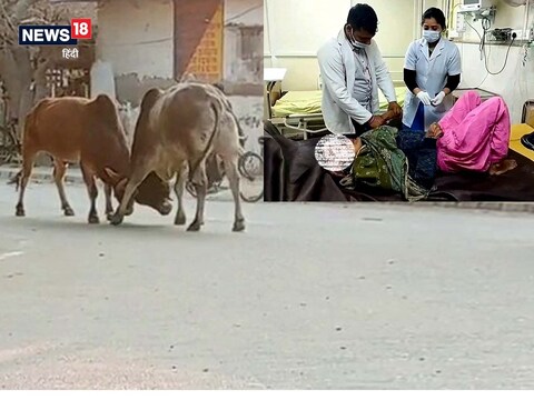 पानीपत में आवारा पशुओं का आतंक