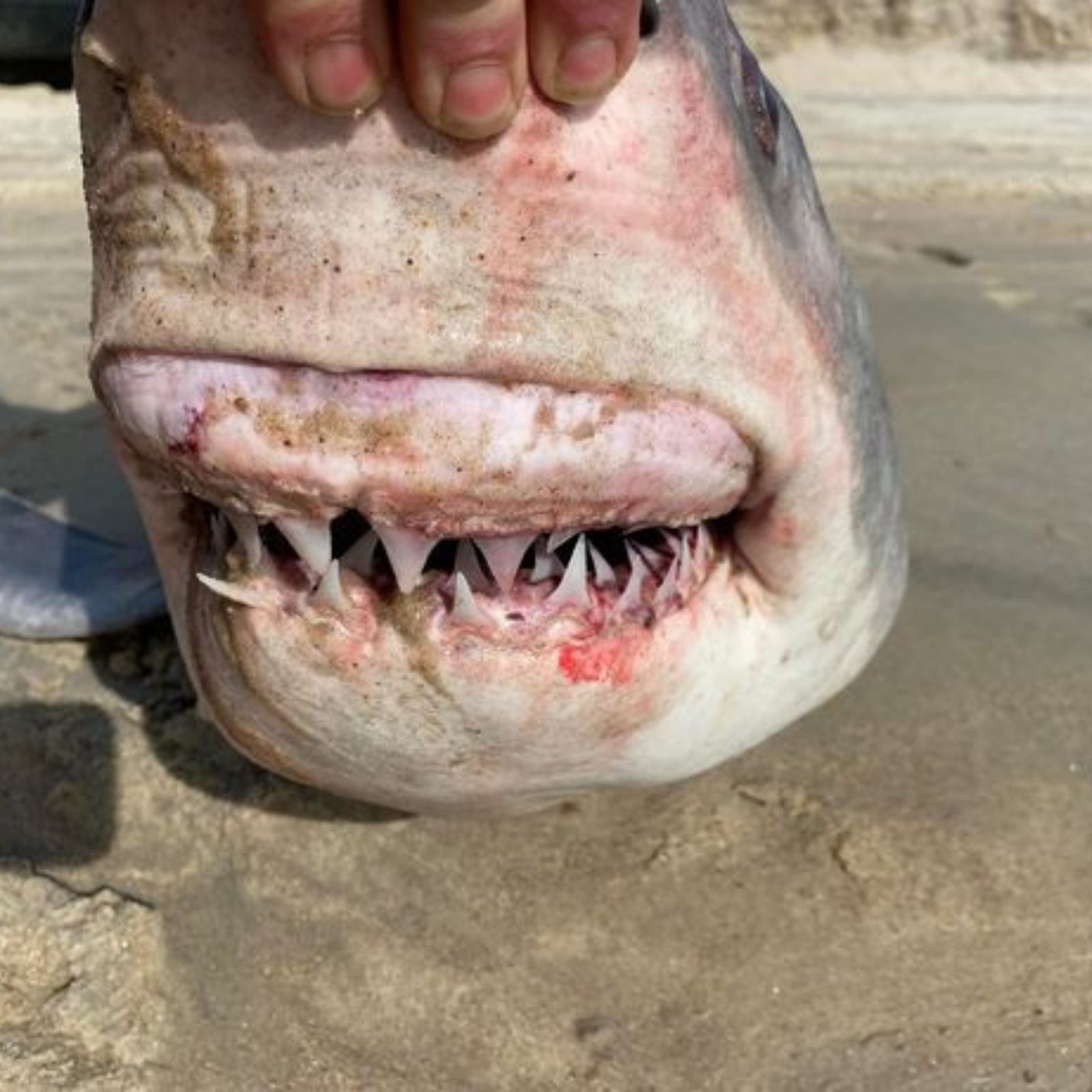 dead great white shark woman click photo 1
