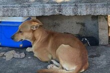 Noida News: आप सिर्फ 250 रुपये दें, ग्रेटर नोएडा अथॉरिटी कराएगी लावारिस कुत्तों की नसबंदी