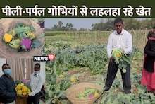 बिहार के इस जिले में पैदा हो रही गोभी की रंग-बिरंगी फसल, पीली-पर्पल गोभियों से किसान हो रहे मालामाल!