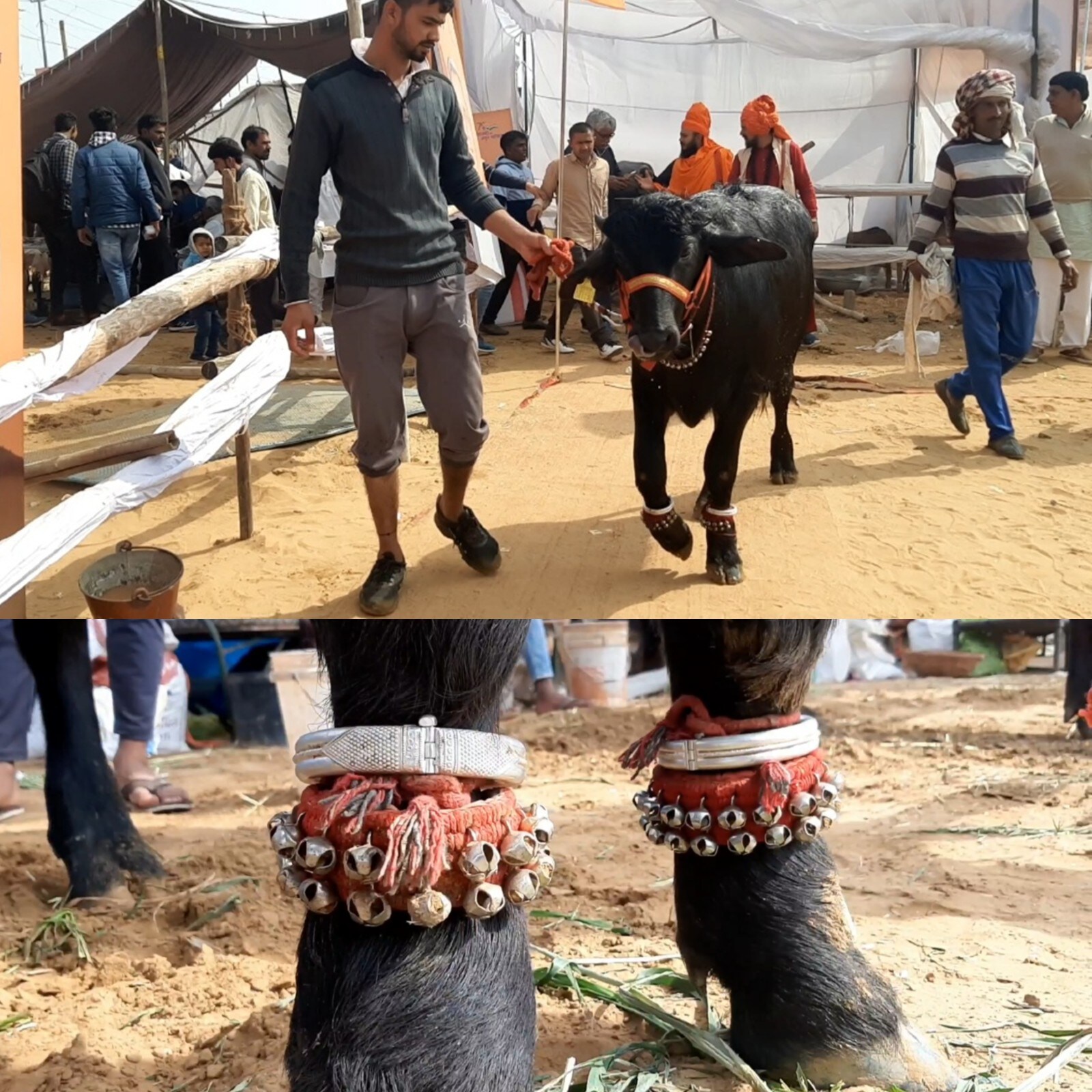 Silver pajeb, Bhiwani pashu fair, 5 months 'Patwari', the attraction of the fair, several kilos of apples, 20 kg of milk, 8 kilometer run, great dose, surprised, 5 month old jaunt, buffalo baby, number one of Haryana jonta, sultan and yuvraj, comparison, jonta of haryana, bhiwani pshu fair, bhiwani news, latest updates of pshu fair, चांदी की पाजेब, भिवानी पshu मेला, 5 महीने का 'पटवारी', मेले का आकर्षण, कई किलो सेब, 20 किलो दूध, 8 किलोमीटर की दौड़, shaनदार खुराक, हैरान, 5 महीने का झोंटा, भैंस का बच्चा, हरियाणा का नंबर वन झोंटा, सुल्तान और युवराज, तुलना, हरियाणा का झोंटा, भिवानी पshu मेला, भिवानी न्यूज़, पshu मेले की लेटेस्ट अपडेट