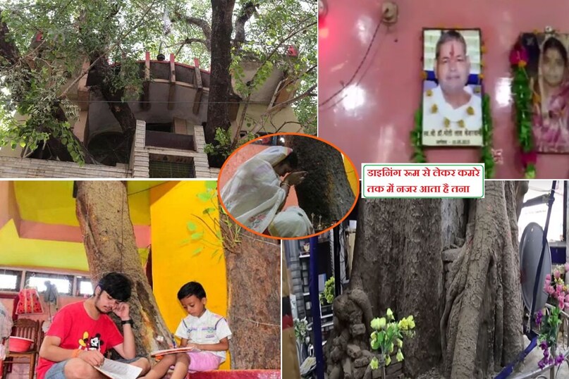kesharwani family tree house jabalpur, jabalpur tree house, jabalpur oxygen house, motilal kesharwani jabalpur, jabalpur unique house, anokha ghar madhya pradesh, motilal kesharwani home around 123 year old people tree, jabalpur tree house photos, kesharwani family jabalpur tree house photos, Madhya Pradesh's first multi storey oxygen house, jabalpur anokha ghar, oxygen house madhya pradesh, jabalpur news, madhya pradesh news, omg, ajab gajab news, ghar around peepal tree, eco friendly house, eco friendly house in india, eco friendly house design, environmental conservation need, जबलपुर न्यूज, जबलपुर केशरवानी परिवार ट्री हाउस, मध्य प्रदेश का अनोखा घर, एमपी ऑक्सीजन हाउस, जबलपुर अनोखा ट्री हाउस कहां है kesharwani family tree house jabalpur, jabalpur tree house, jabalpur oxygen house, motilal kesharwani jabalpur, jabalpur unique house, anokha ghar madhya pradesh, motilal kesharwani home around 123 year old people tree, jabalpur tree house photos, kesharwani family jabalpur tree house photos, Madhya Pradesh's first multi storey oxygen house, jabalpur anokha ghar, oxygen house madhya pradesh, jabalpur news, madhya pradesh news, omg, ajab gajab news, ghar around peepal tree, eco friendly house, eco friendly house in india, eco friendly house design, environmental conservation need, जबलपुर न्यूज, जबलपुर केशरवानी परिवार ट्री हाउस, मध्य प्रदेश का अनोखा घर, एमपी ऑक्सीजन हाउस, जबलपुर अनोखा ट्री हाउस कहां है
