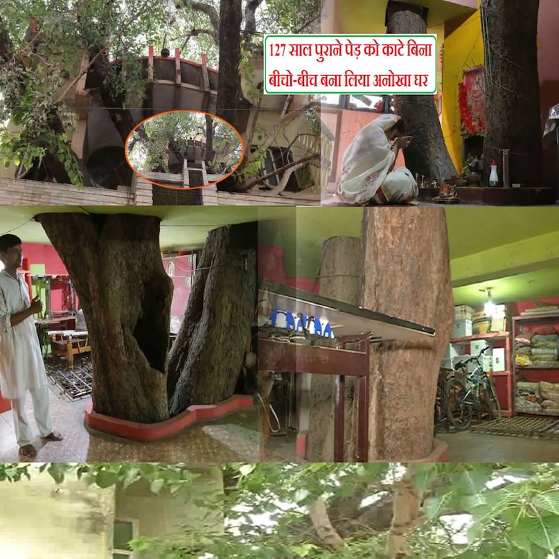 kesharwani family tree house jabalpur, jabalpur tree house, jabalpur oxygen house, motilal kesharwani jabalpur, jabalpur unique house, anokha ghar madhya pradesh, motilal kesharwani home around 123 year old people tree, jabalpur tree house photos, kesharwani family jabalpur tree house photos, Madhya Pradesh's first multi storey oxygen house, jabalpur anokha ghar, oxygen house madhya pradesh, jabalpur news, madhya pradesh news, omg, ajab gajab news, ghar around peepal tree, eco friendly house, eco friendly house in india, eco friendly house design, environmental conservation need, जबलपुर न्यूज, जबलपुर केशरवानी परिवार ट्री हाउस, मध्य प्रदेश का अनोखा घर, एमपी ऑक्सीजन हाउस, जबलपुर अनोखा ट्री हाउस कहां है kesharwani family tree house jabalpur, jabalpur tree house, jabalpur oxygen house, motilal kesharwani jabalpur, jabalpur unique house, anokha ghar madhya pradesh, motilal kesharwani home around 123 year old people tree, jabalpur tree house photos, kesharwani family jabalpur tree house photos, Madhya Pradesh's first multi storey oxygen house, jabalpur anokha ghar, oxygen house madhya pradesh, jabalpur news, madhya pradesh news, omg, ajab gajab news, ghar around peepal tree, eco friendly house, eco friendly house in india, eco friendly house design, environmental conservation need, जबलपुर न्यूज, जबलपुर केशरवानी परिवार ट्री हाउस, मध्य प्रदेश का अनोखा घर, एमपी ऑक्सीजन हाउस, जबलपुर अनोखा ट्री हाउस कहां है