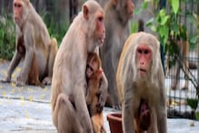 अल्मोड़ा में बंदरों के आंतक से लोग परेशान, प्रशासन ने शुरू की नसबंदी