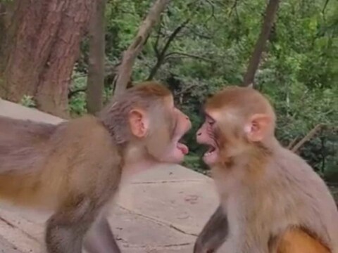 Bareilly News: बरेली में बंदरों ने एक मासूम बच्ची को मार डाला.