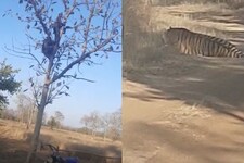 Video: महादेव के दर्शन से पहले सामने आ गया टाइगर, बाइक छोड़ पेड़ पर चढ़े लोग