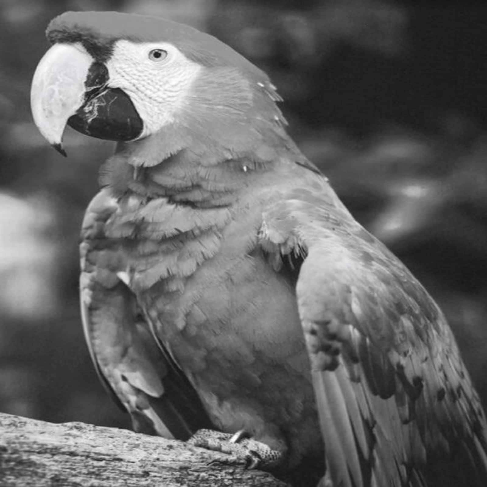parrot optical illusion