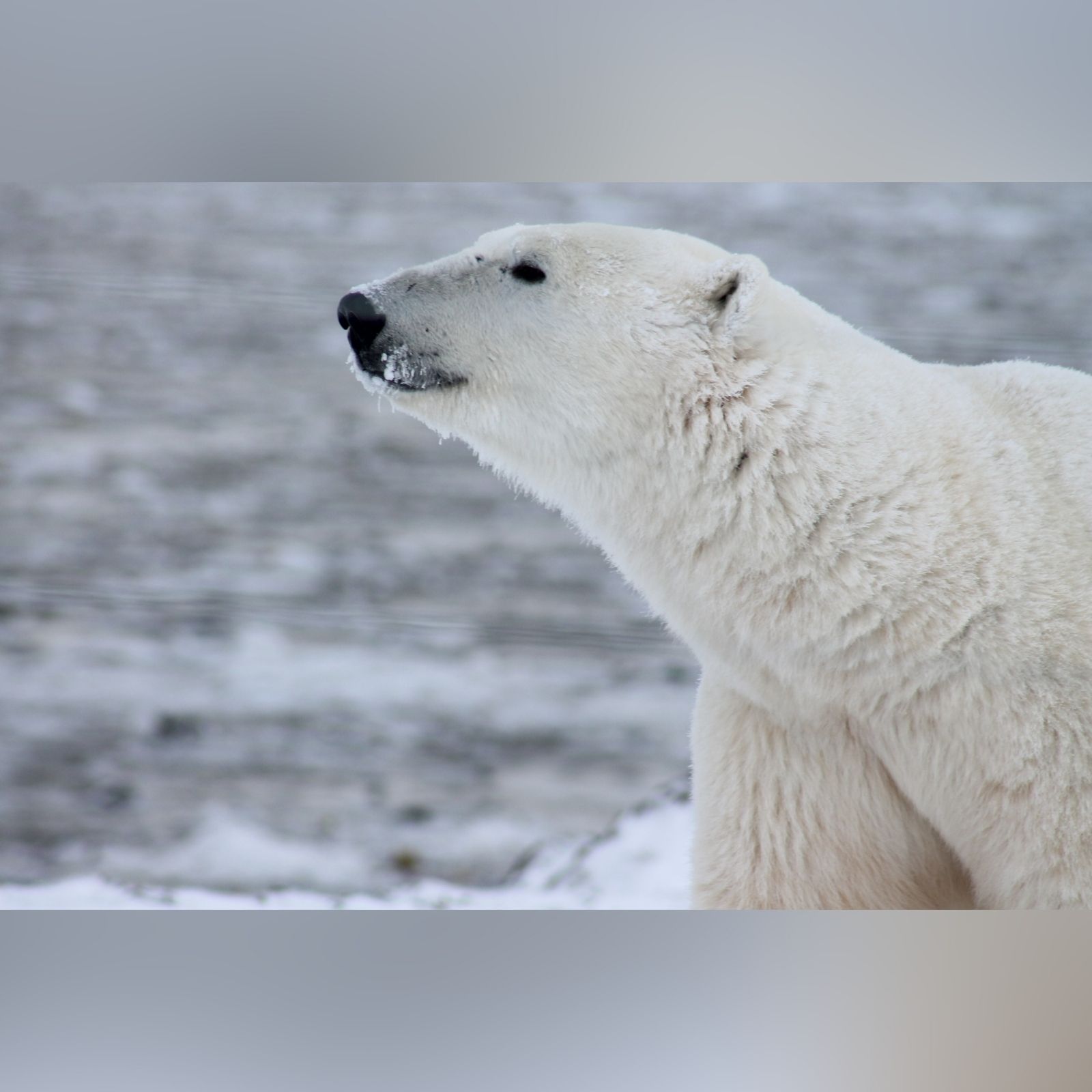people leave car door open to protect others from polar bear