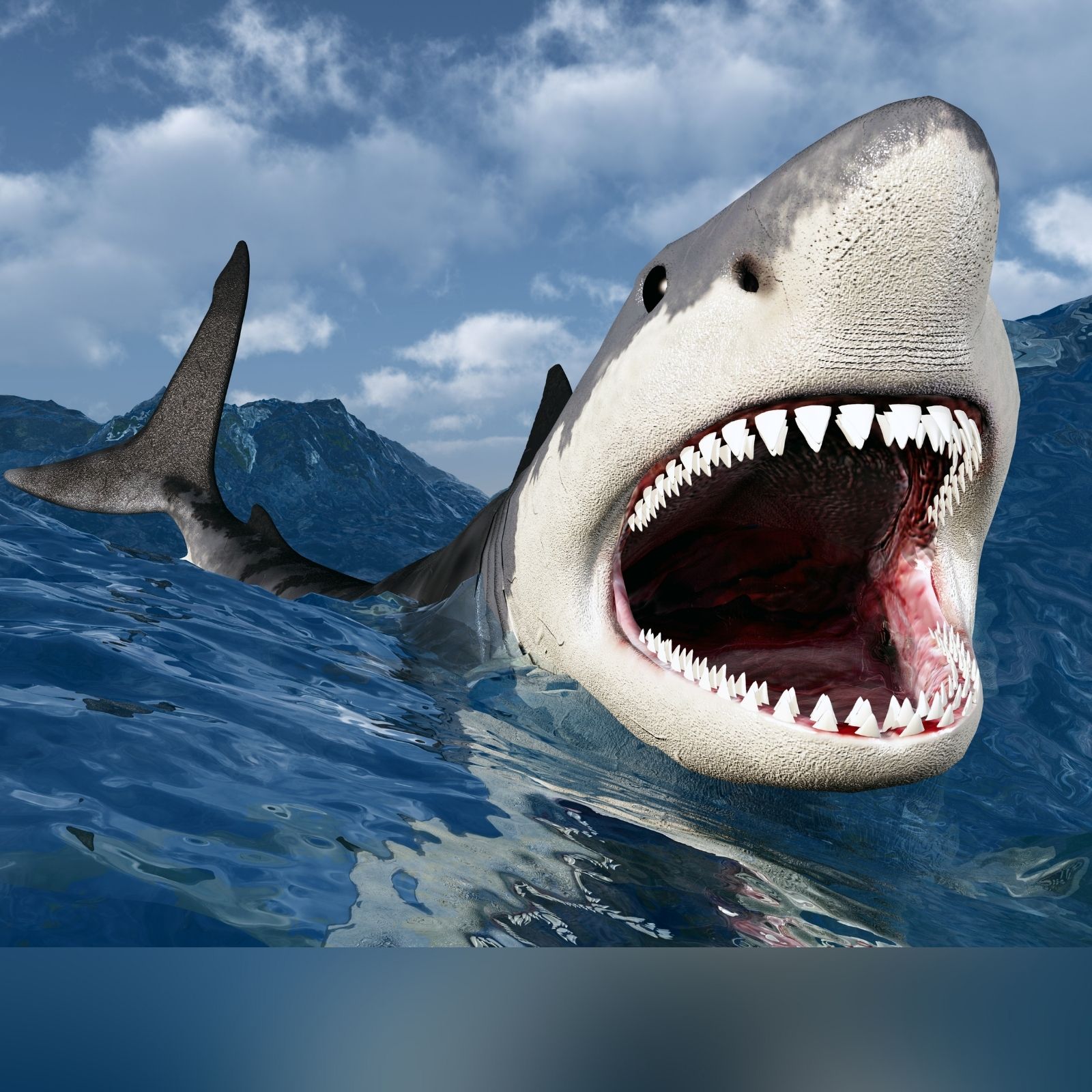 विशाल शार्क के जबड़े में जा फंसा एक तैराक, दो हिस्सों में बांटकर उसे खा गई ' Shark' - swimmer was attacked and eaten by giant white shark in sydney bay  in australia