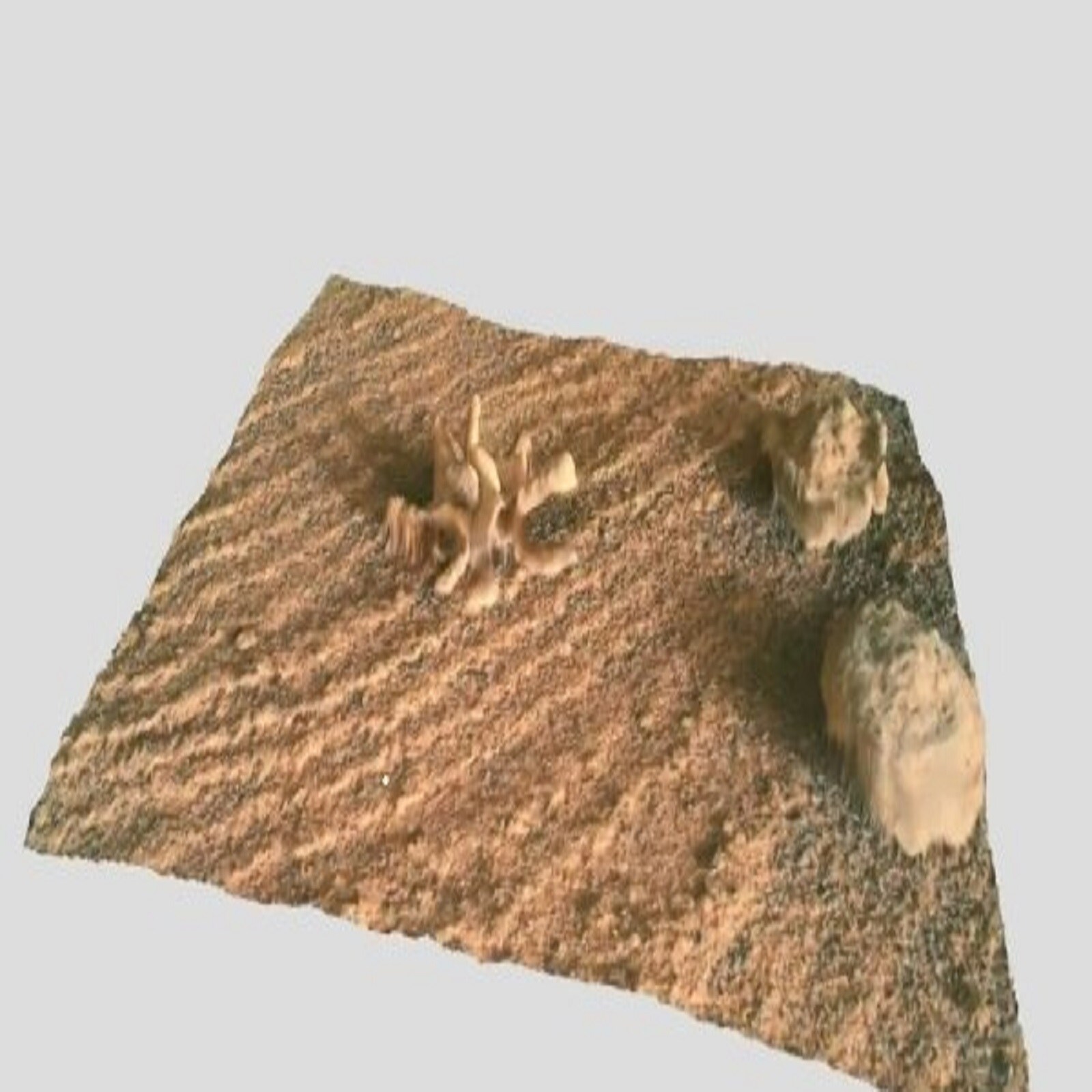 Nasa rover sends stone flower image from mars sankri - क्या मंगल ग्रह ...
