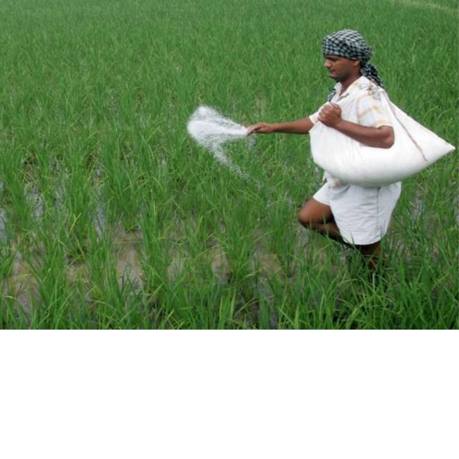 Fertilizer prices, Fertilizer supply, fertilizer stocks, fertilizer prices in india, ukraine russia crisis,