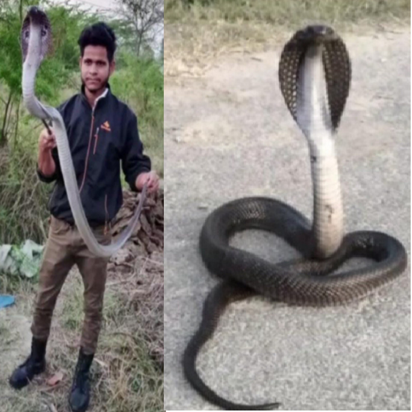 Uttar Pradesh News, Hardoi News, Hardoi Hindi News Updates, Snakes in Hardoi, King Cobra in Hardoi, King Cobra Rescue, 2 King Cobra, King Cobra out in Kachhona area, उत्तर प्रदेश न्यूज, हरदोई न्यूज, हरदोई हिन्दी न्यूज अपडेट, हरदोई में सांप, हरदोई में किंग कोबरा, किंग कोबरा रेस्क्यू, 2 किंग कोबरा, कछौना इलाके में निकला किंग कोबरा