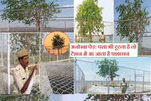 Unique VVIP tree: If leaves are broken, officers come under tension, medical checkup every 15 days, annual expenditure of lakhs