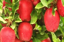 Apple Farming: UP- बिहार में भी अब हिमाचल प्रदेश और जम्मू- कश्मीर की तरह ही सेब की होगी बंपर पैदावार?