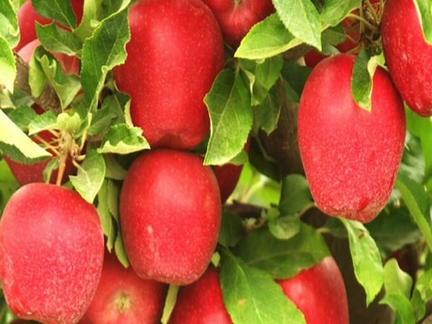 Apple Farming in UP-Bihar: बिहार के बेगूसराय, वैशाली, औरंगाबाद, मुजफ्फरपुर, गया के कुछ किसान अपने स्तर से सेब की खेती कर रहे हैं.