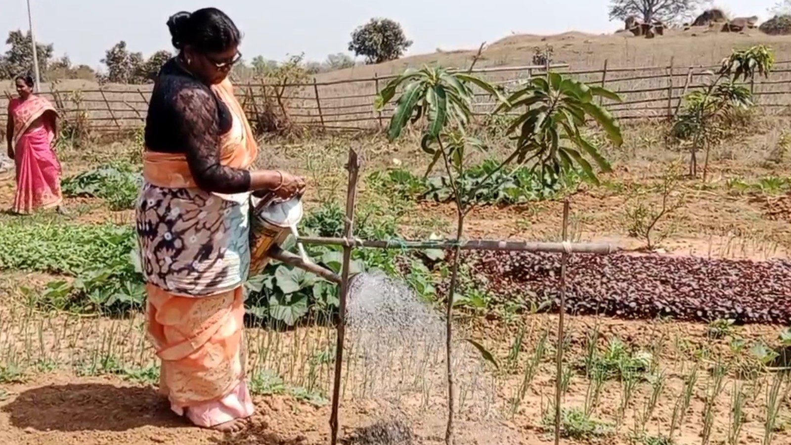 जानें चामी मुर्मू की कहानी, जिन्होंने सिर्फ पौधे ही नहीं लगाए, महिलाओं