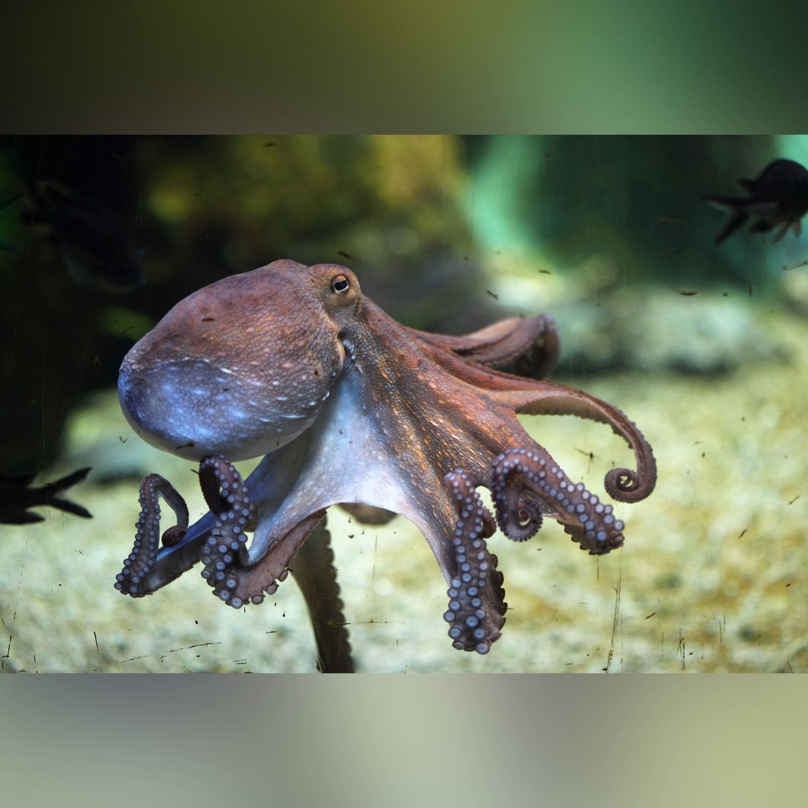 octopus have 3 heart 9 brain