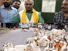 धर्मपाल सिंह बोले- BJP कार्यकर्ता छुट्टा गायों का गोबर उठाएंगे और दूध पिएंगे!