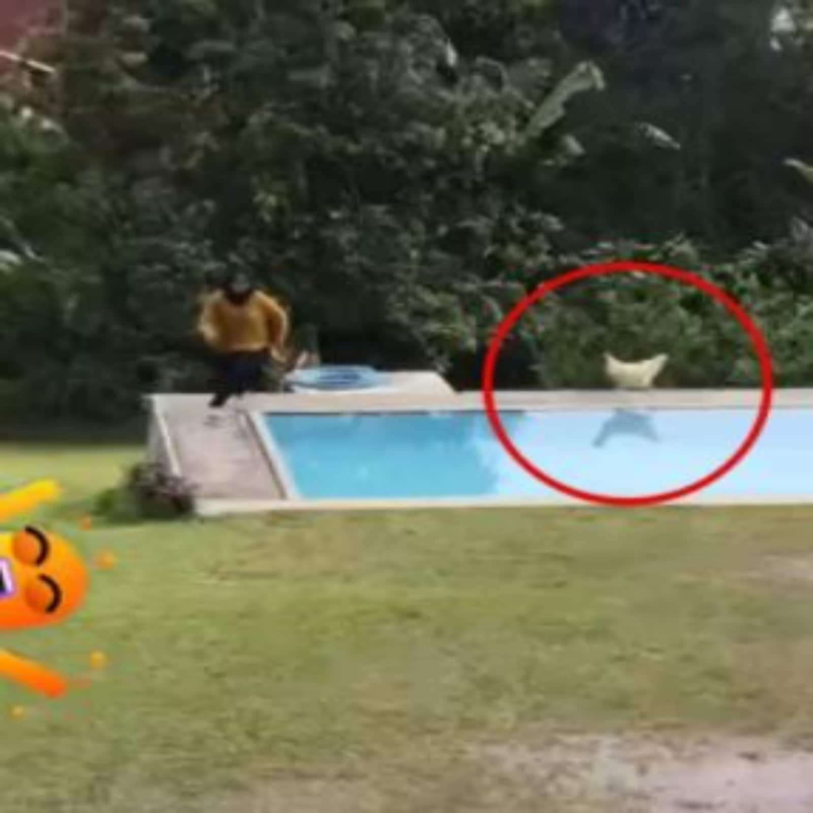 rooster attack video