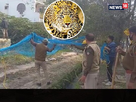 Meerut News: मकान मालिक स्वप्निल ने बताया कि जोरदार आवाज आने पर उन्होंने खिड़की से बाहर झांक कर देखा था तो उन्हें तेंदुआ दिखाई दिया.