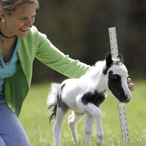 worlds smallest horse breed