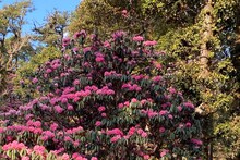 नैनीताल: खूबसूरती के साथ-साथ स्वादिष्ट भी होता है बुरांश का जूस, जानिए इसके फायदे