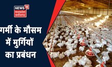 Annadata | गर्मी के मौसम में मुर्गियों का प्रबंधन | News18 MP Chhattisgarh