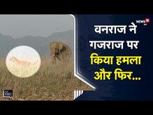 OMG | Elephant पर हमला करना Tiger को पड़ा भारी, उल्टे पाव पड़ा भागना | Jim Corbett | Viral Video