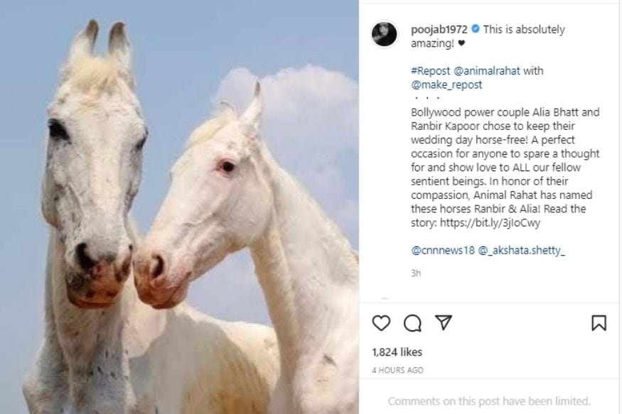 Alia Bhatt, Ranbir Kapoor, Alia Bhatt Ranbir Kapoor wedding gift, Pooja Bhatt, NGO Animal Rahat, 2 inseparable horses named Ranbir Alia, White horse, आलिया-रणबीर को शादी पर NGO का तोहफा