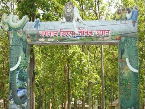 Bhagwan Birsa Zoo News: पिछले एक महीने के दौरान भगवान बिरसा चिड़ियाघर में अत्यधिक संक्रामक कैनाइन डिस्टेंपर वायरस (सीडीवी) से सभी 7 लोमड़ियों की मौत हो गई है. 